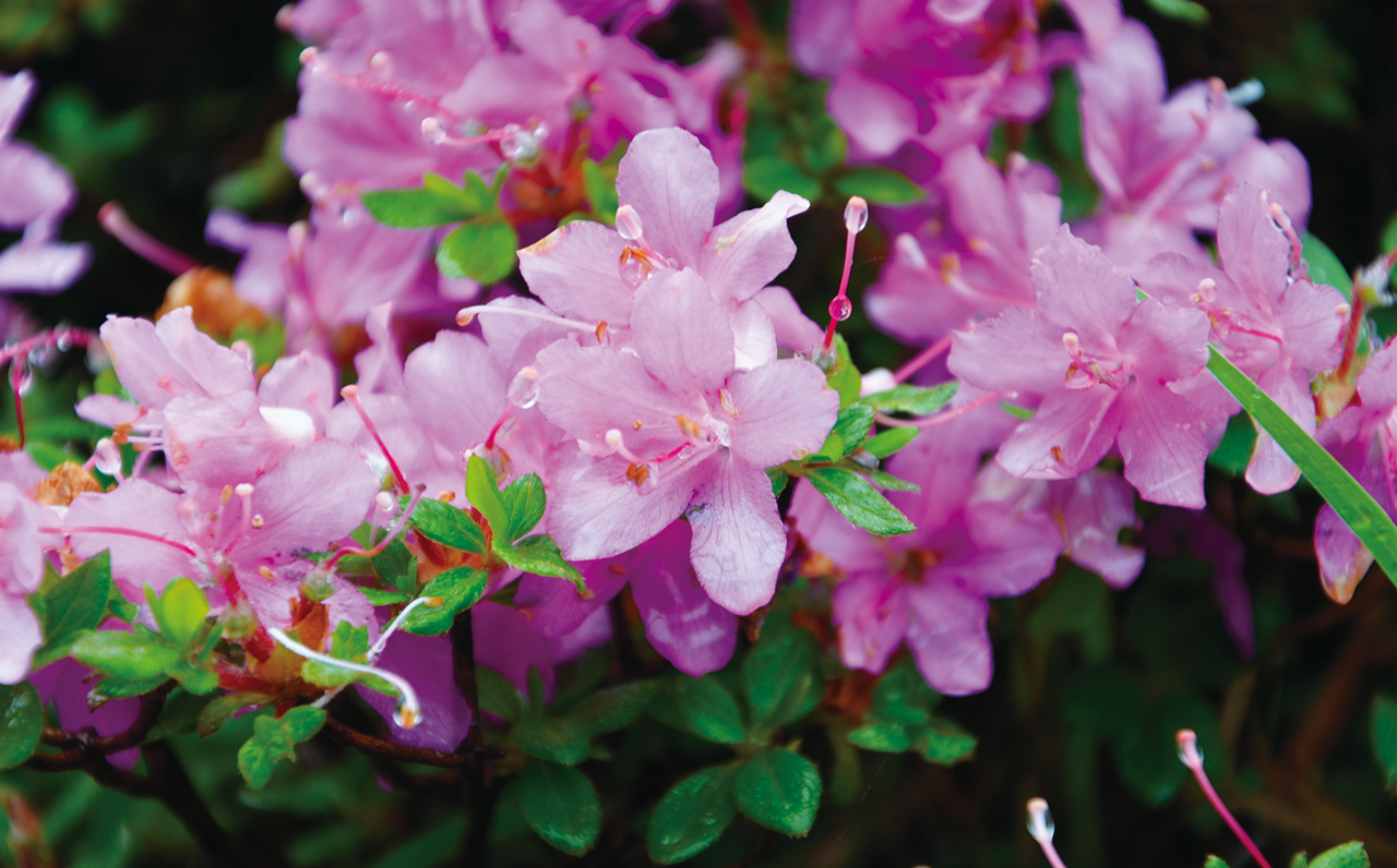 Photo: Kyushu azalea