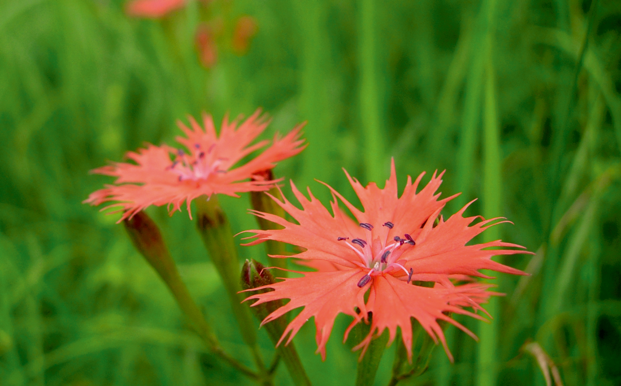 Photo: Siebold catchfly (Tsukushi Matsumoto)