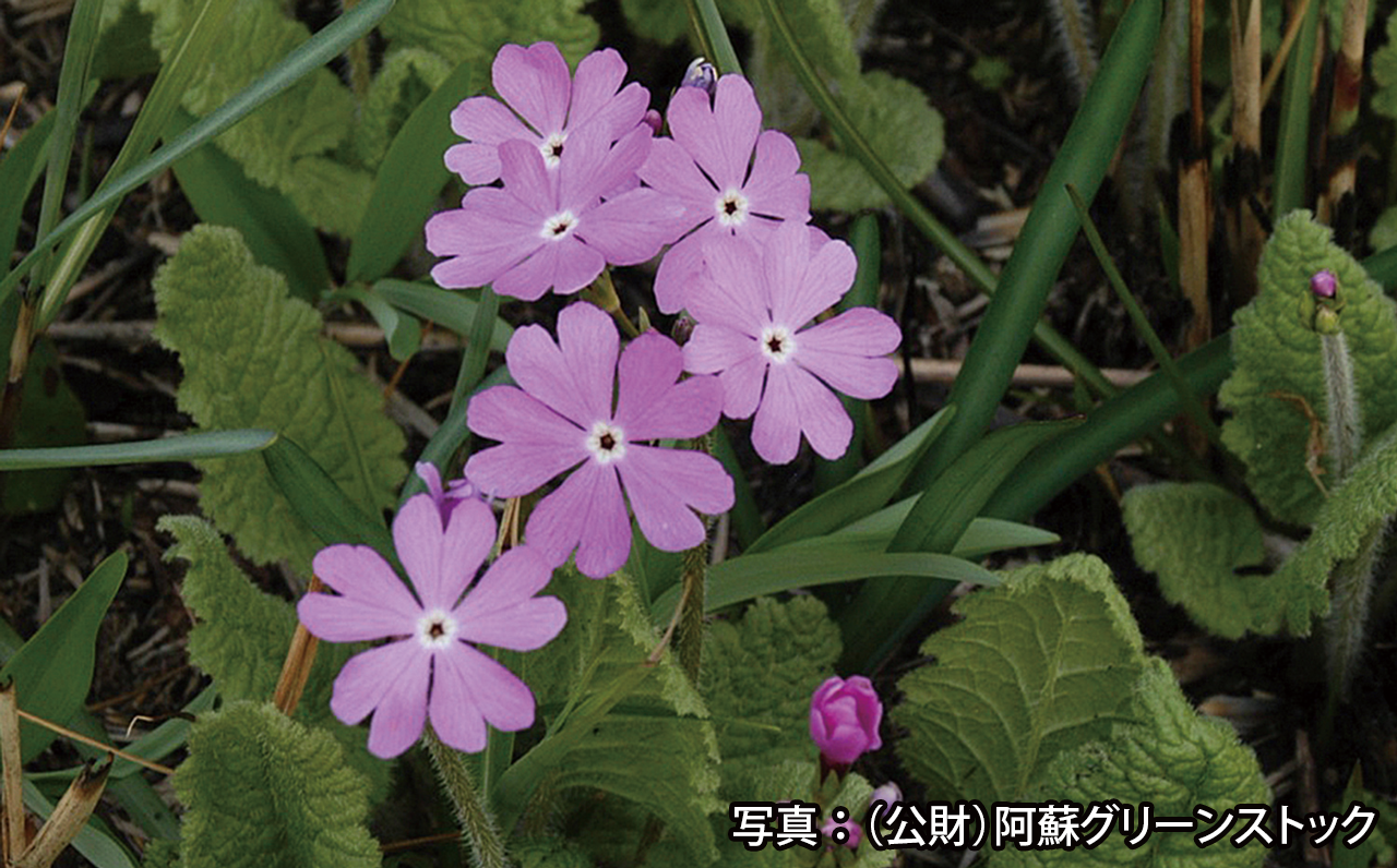 Photo: Primrose