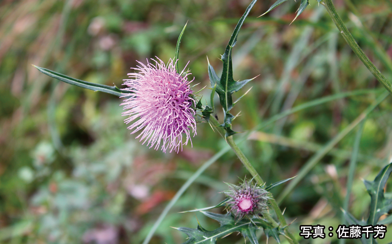Photo: Cirsium suffultum