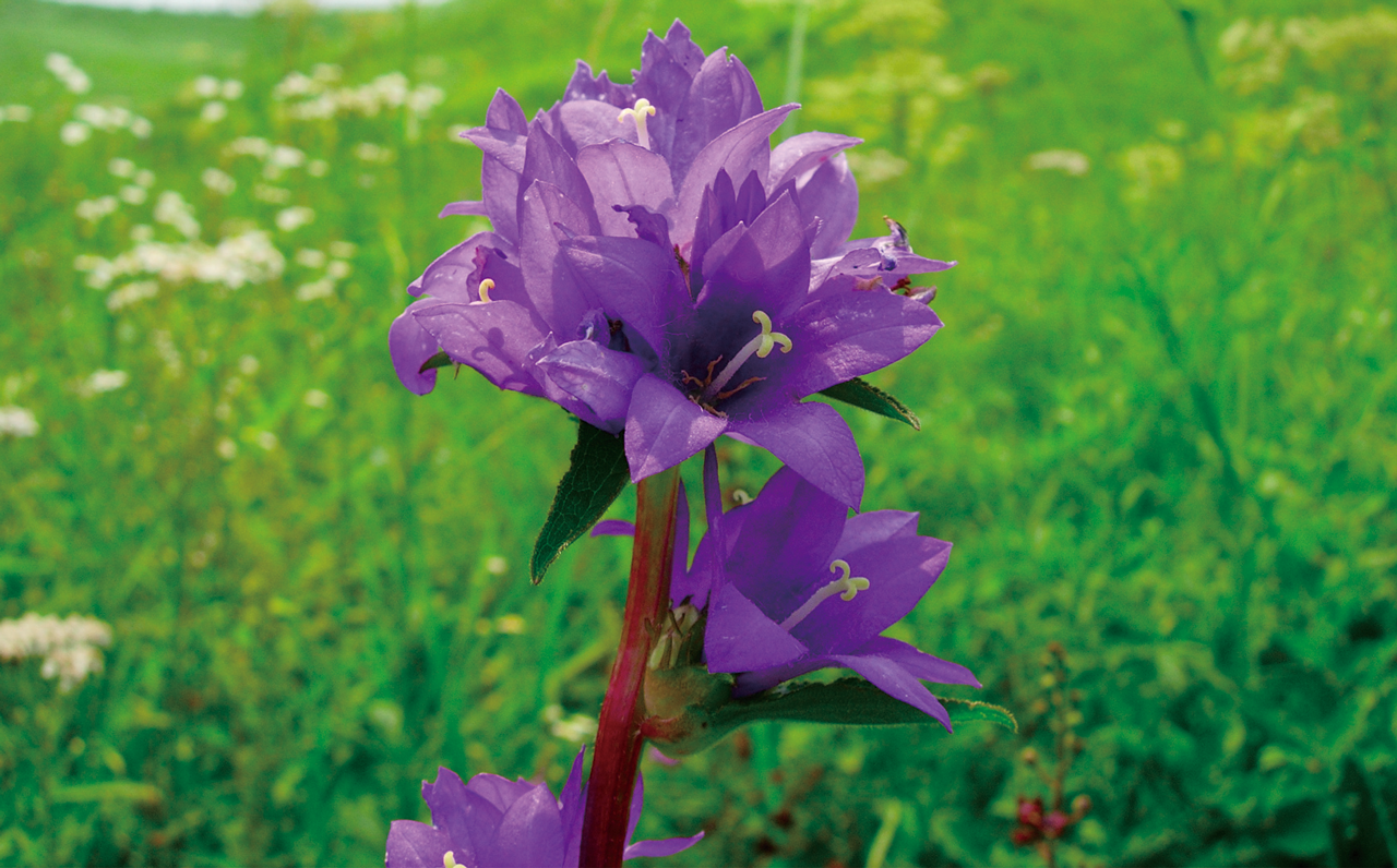 Photo: Campanula glomerata