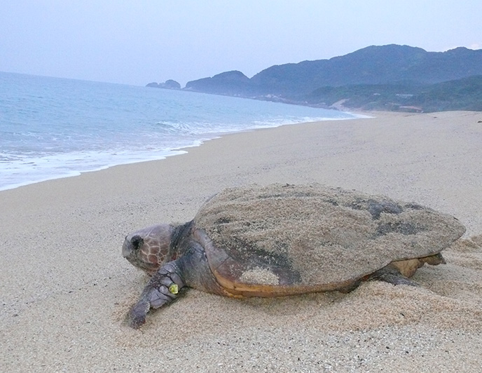 A loggerhead turtle on Nagata Beach. The turtle has finished laying eggs and is about to return to the sea.