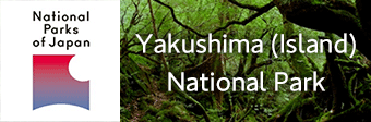 Yakushima (Island) National Park  Open in a new window
