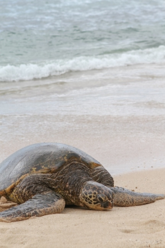 A lone sea turtle in the surf at Nagata Beach.