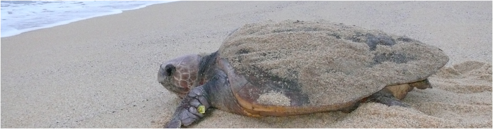 photograph of a sea turtle