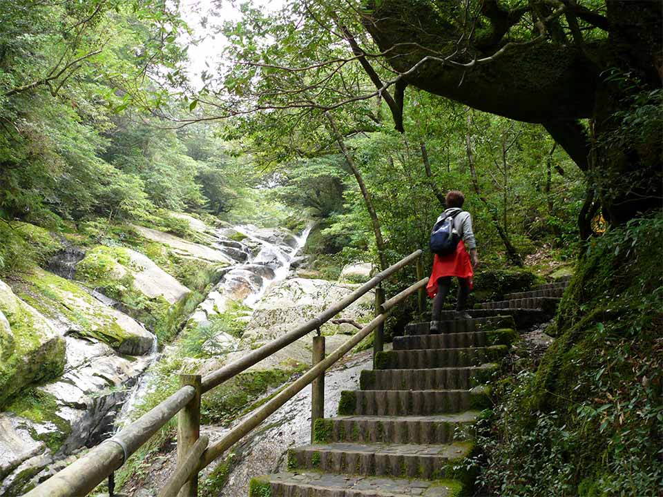 The Yakushima Mountain Exploration Trail. On the left of the photo is a ravine typical of the mountains of Yakushima Island, while on the right are well-maintained concrete steps provided for hikers. A lone hiker admires the view from the steps. 