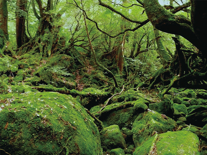 Moss-covered rocks and trees in the Shirataniunsui-kyo Ravine. The area is covered with green moss, and the forest is a mixture of coniferous Yakusugi Cedars and evergreens.