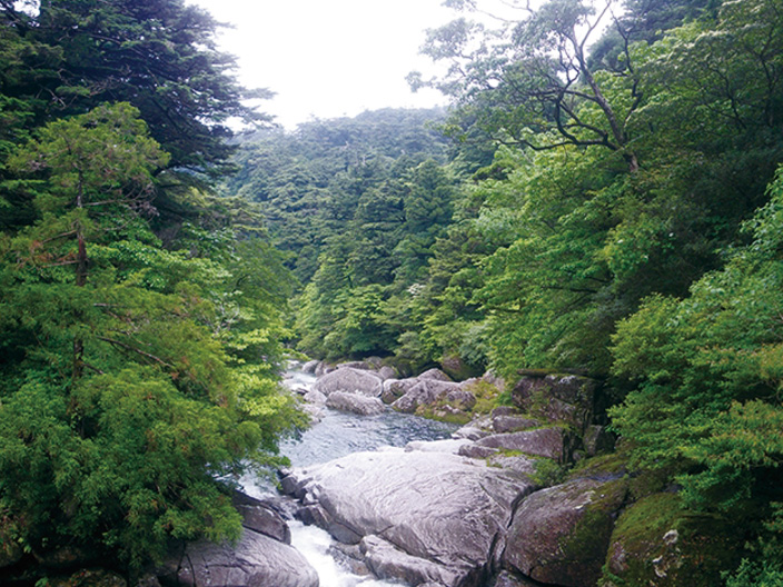 A view of Yakusugi Land where numerous Yakusugi Cedars can be admired. Beautiful green trees are shown at left and right of the photo, with a beautiful stream flowing between the rocks in the center.