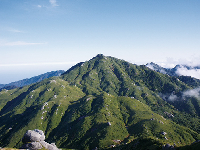 The beautiful vegetation of Mt. Miyanoura.