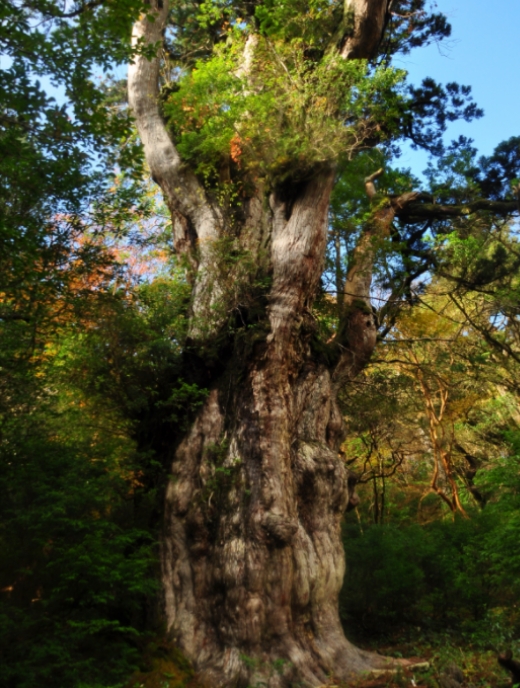 photo of Jomon-sugi Cedar