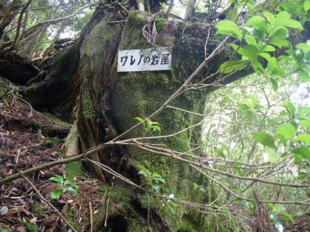 The Wareno-no-iwaya. A white plaque noting the Wareno-no-iwaya is hung from a tree.
