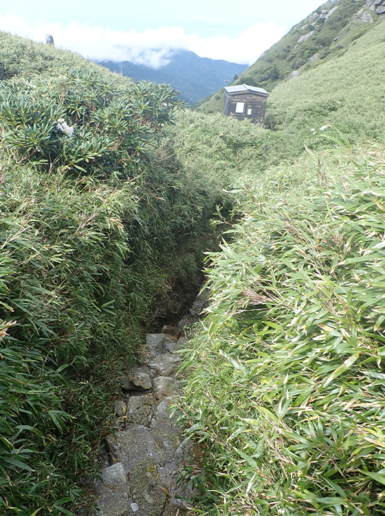 A cleft in the ridge between Mt. Okina and Mt. Kurio. The photo shows the hiking trail passing through the Yakushima dwarf bamboo, and the wooden portable toilet hut that identifies this spot.