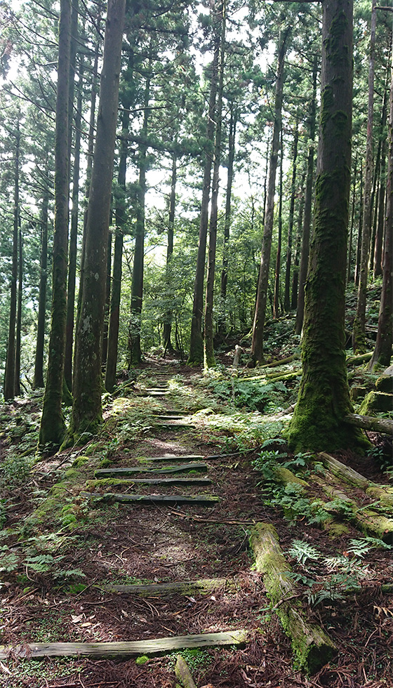 The Railcar track Branch. A narrow railcar track that also serves as a hiking trail leads into the cedar forest.