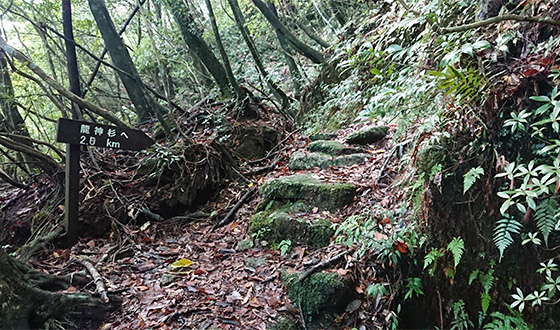 The Railcar track end. There are several sets of stone steps in the forest. A sign pointing to the Ryujin-sugi Cedar.