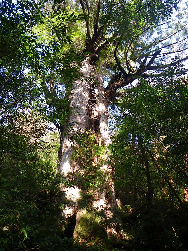 The towering Daio-sugi Cedar in the sunlight filtering through the trees.