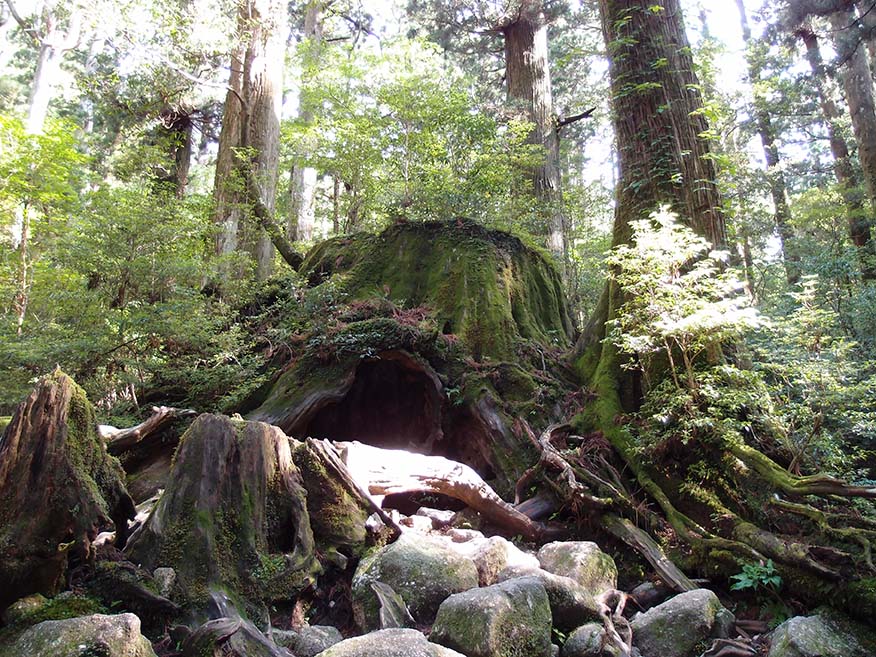 The huge Wilson-kabu Stump.