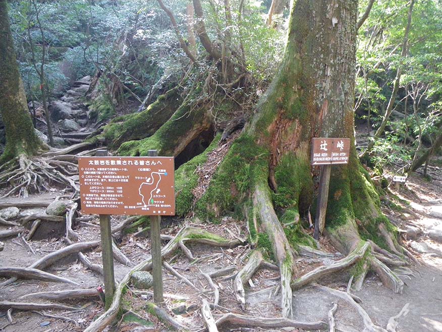 The Tsujitoge Pass. The clearing among the trees at the Tsujitoge Pass, with a sign noting the pass and calling for good manners in use.