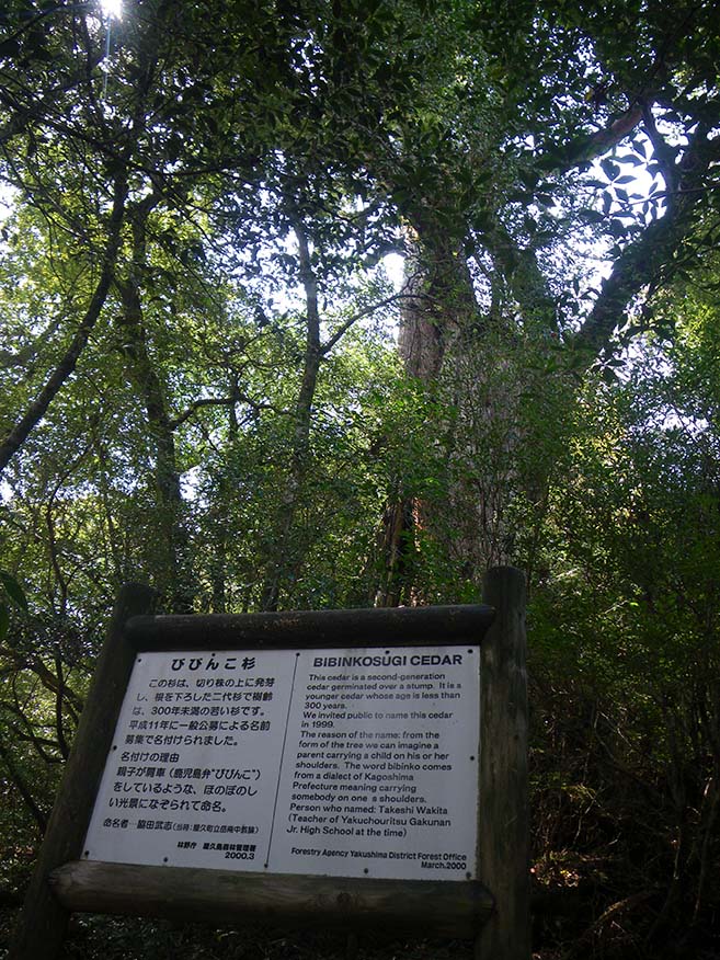 The Bibinko-sugi Cedar and related description. The description reads ‘Bibinko-sugi Cedar - This cedar is a young tree less than 300 years old. It has germinated and put down roots on a stump. It was named in 1999 after a public naming competition. The name reflects the heartwarming sight of a parent and child riding piggyback (‘bibinko’ in the Kagoshima dialect)’.    