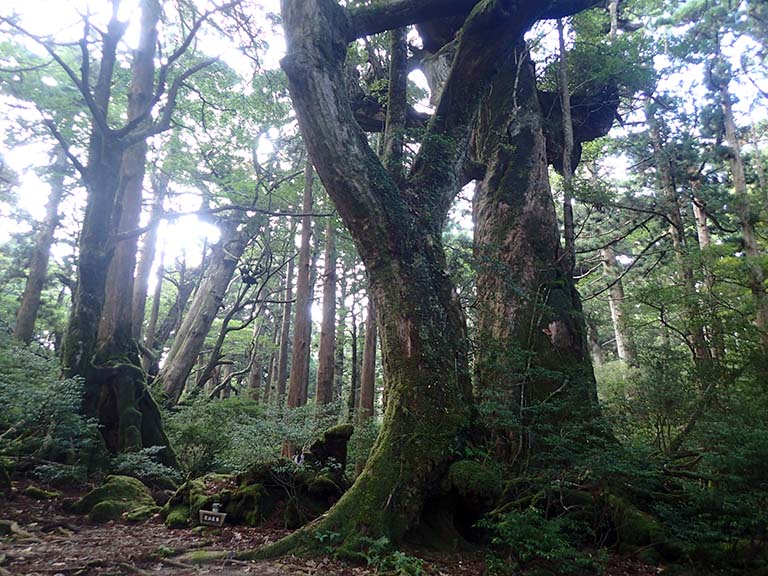The Hanayama. Clearing Surrounded by giant trees, one senses the pristine ambiance of Yakushima Island.