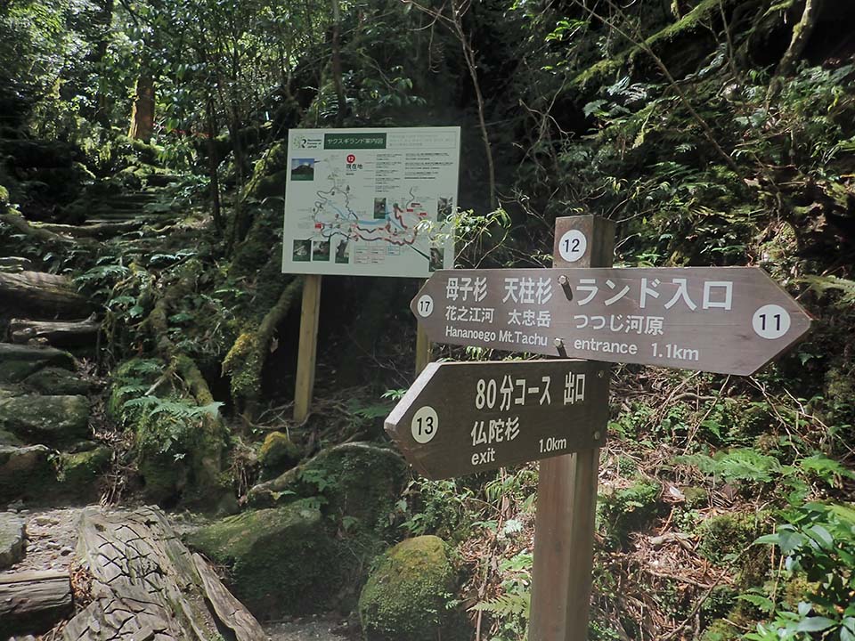 Branch F_(12) There are two signs here - one for the Hahako-sugi Cedar, Tenchu-sugi Cedar, and the Land Entrance, and the other for the 80-minute course exit and the Budda-sugi Cedar.