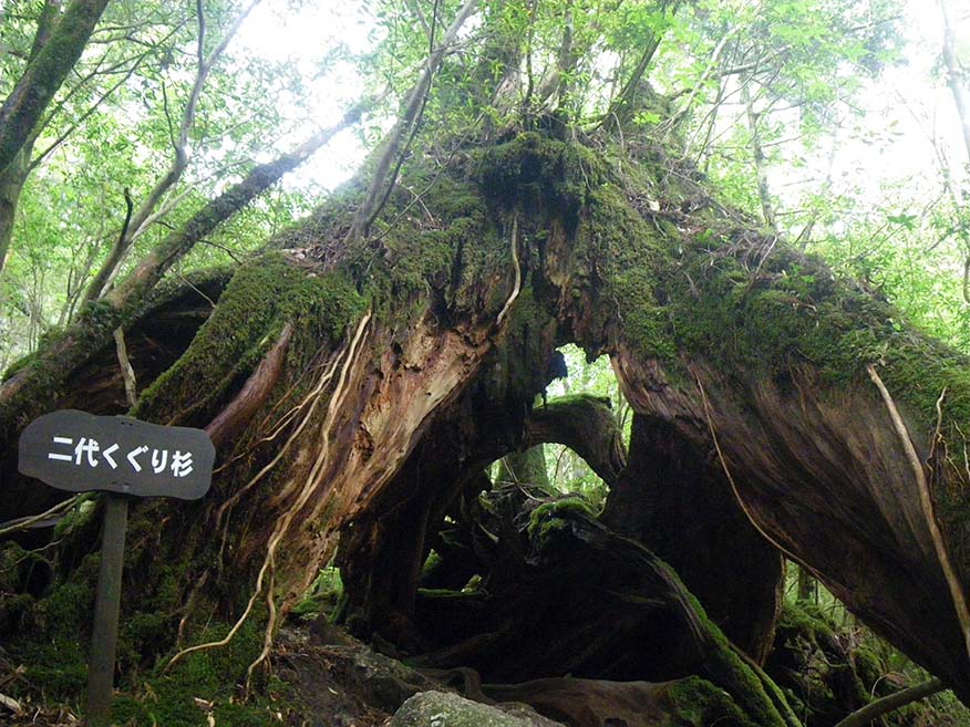 The Nidai-kuguri-sugi Cedar. 'Kuguri' means 'to pass under', and the base of the tree provides a space for just that.