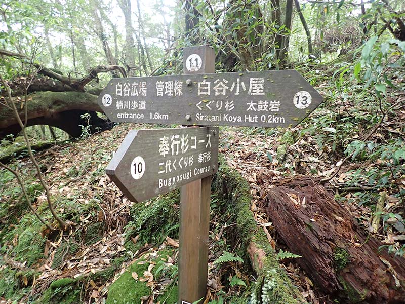 Branch 4_(11) There are two signs here - one for the Shiratani Clearing, Administration Building, Shiratani Hut, Kuguri-sugi Cedar, and Taikoiwa Rock, and the other for the Bugyo-sugi Cedar course, Nidai-kuguri-sugi Cedar, and Bugyo-sugi Cedar.