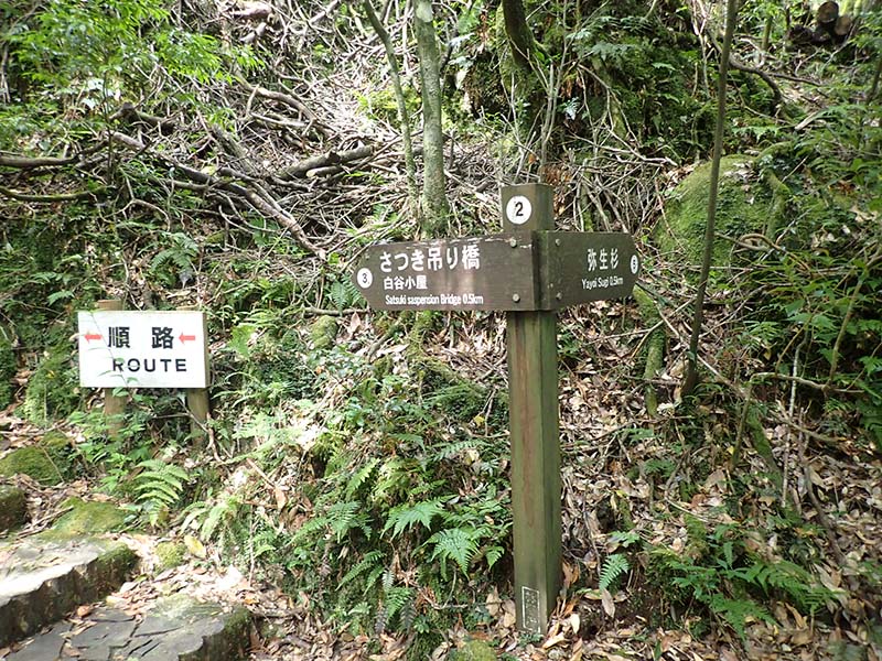 Branch 1_(2) The Satsuki Suspension Bridge is shown at left in the photo, and at right is a sign indicating the trail to the Yayoi-sugi Cedar.
