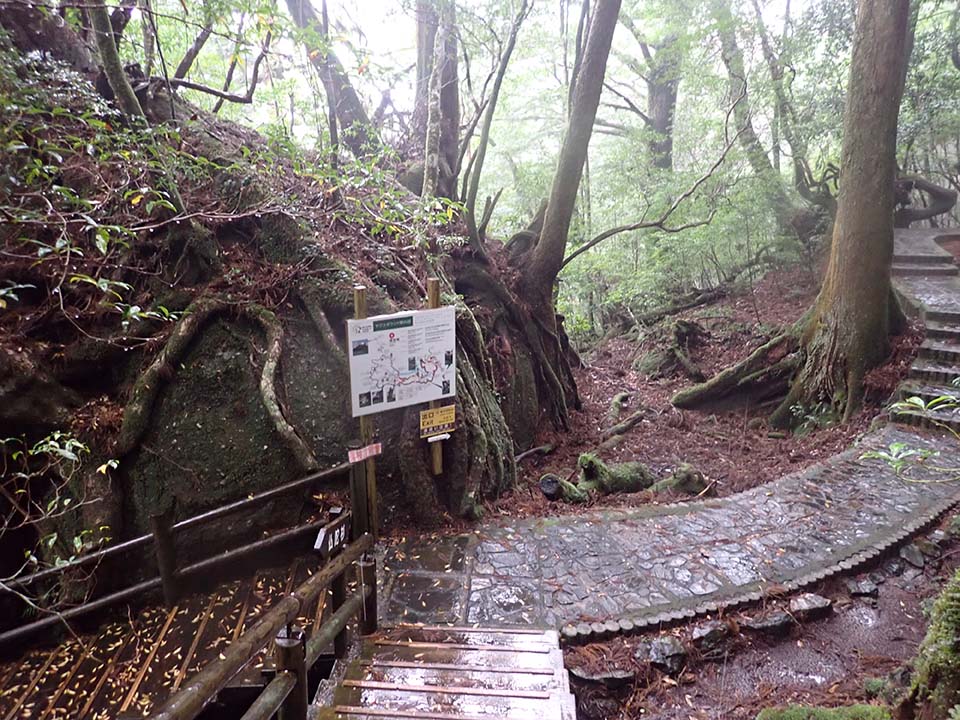 Branch D_(9) Two wooden paths and one concrete path merge in the forest.