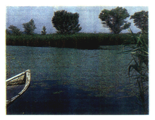 Reed Colony on the Shore of Lake Biwa
