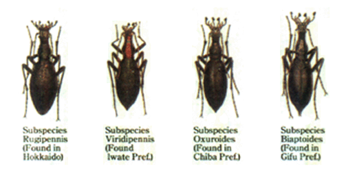 Regional Shapes and Colour Difference of a Species