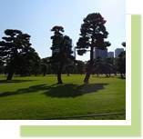 写真：皇居外苑（皇居前広場）を代表する松と芝生の風景です