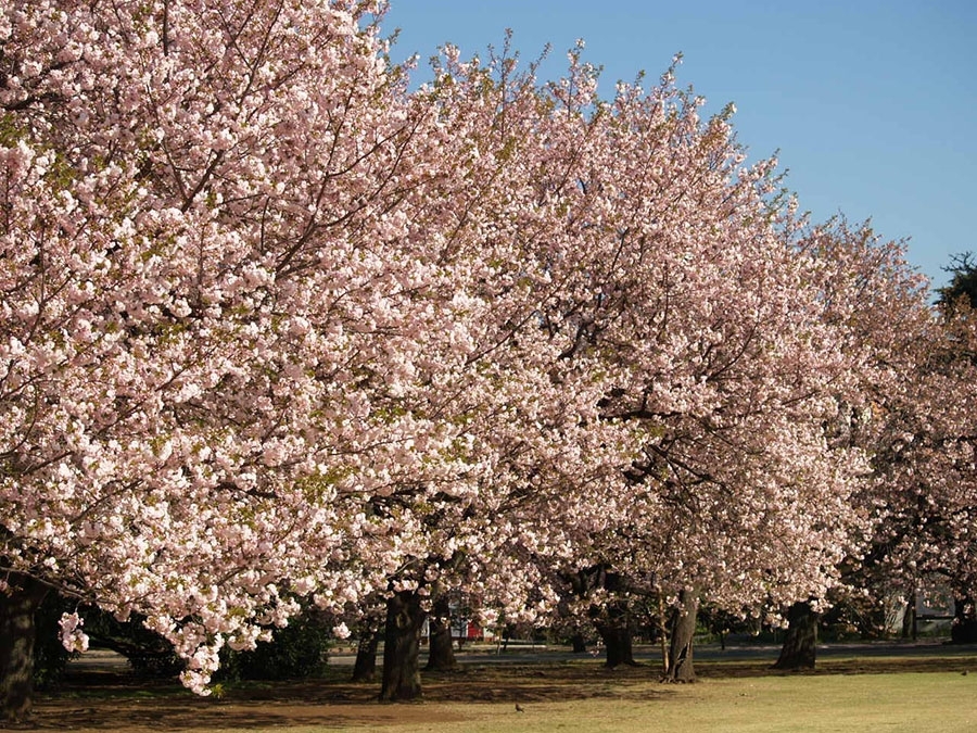 桜１　