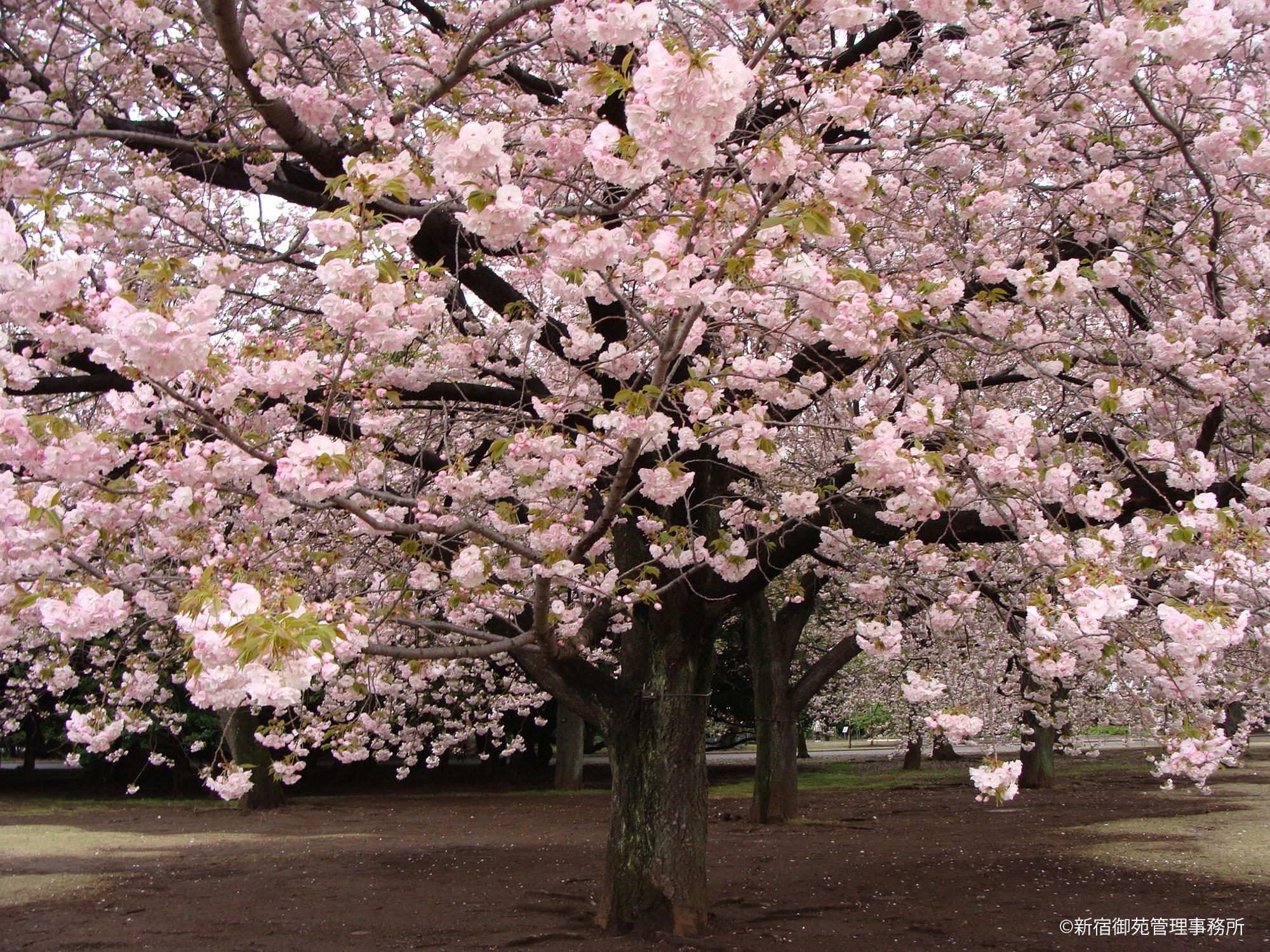 桜２　
