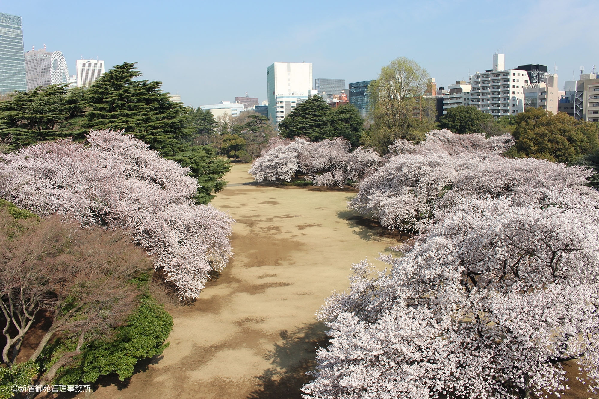 桜３　
