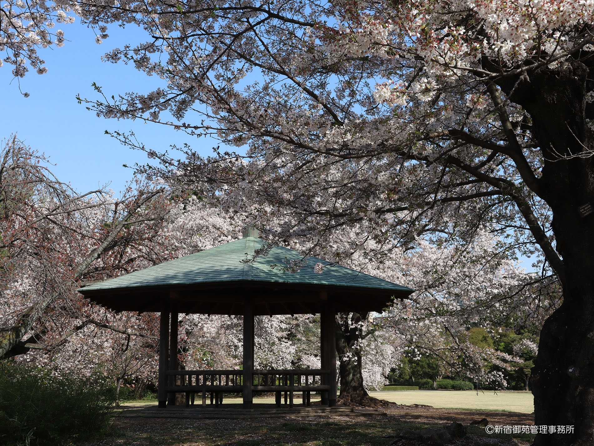 桜４　