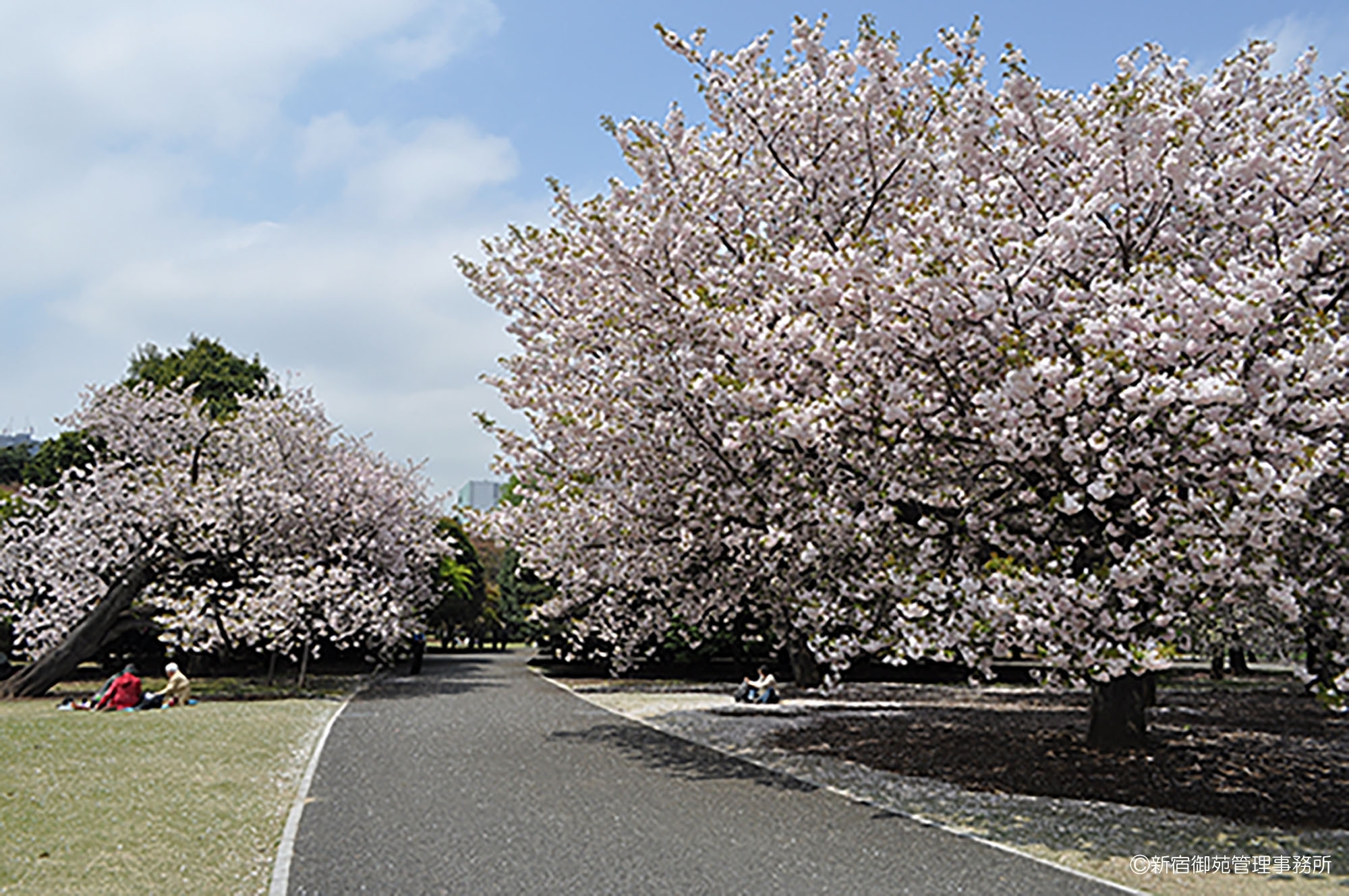 桜６　