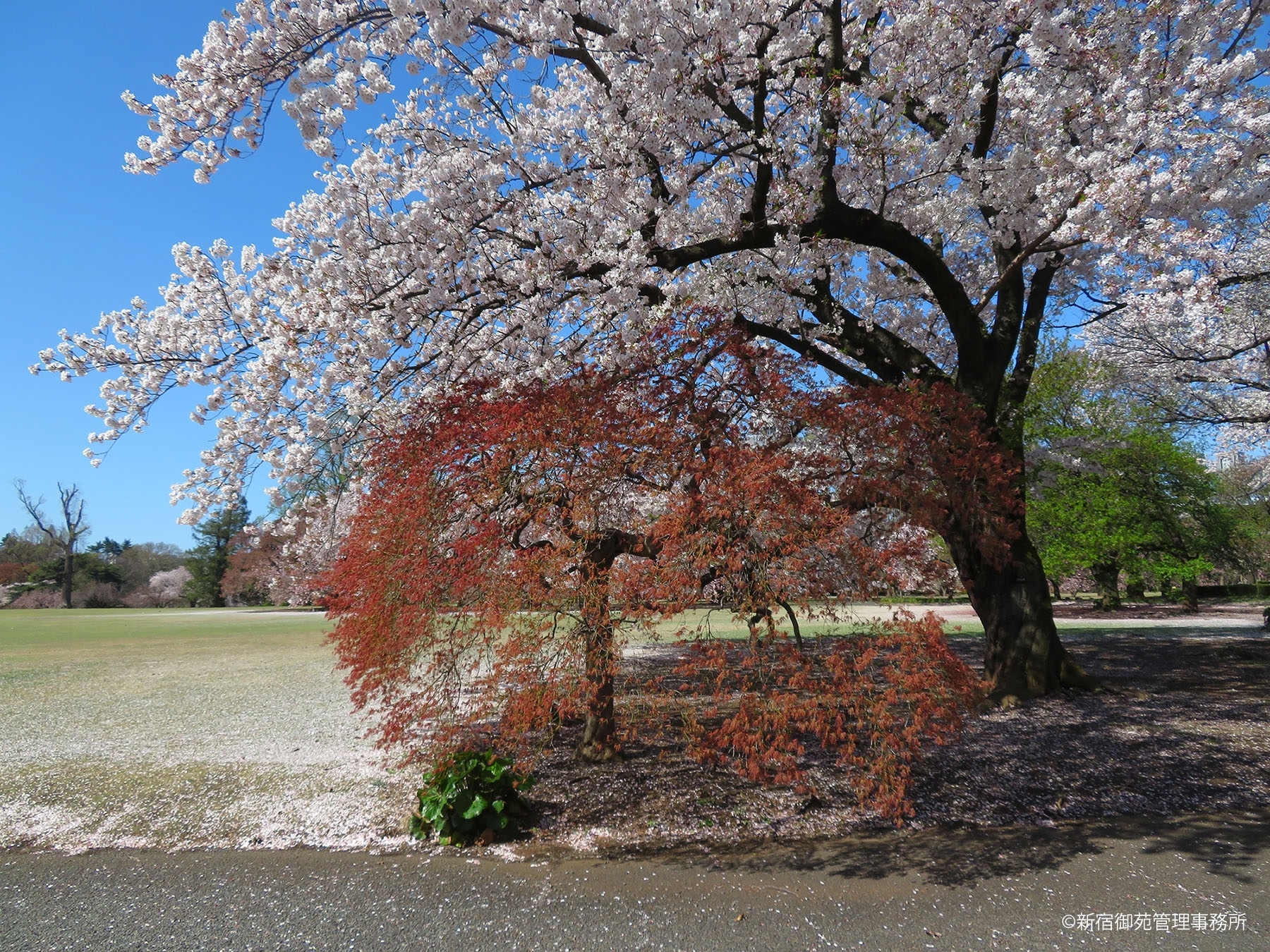 桜７　