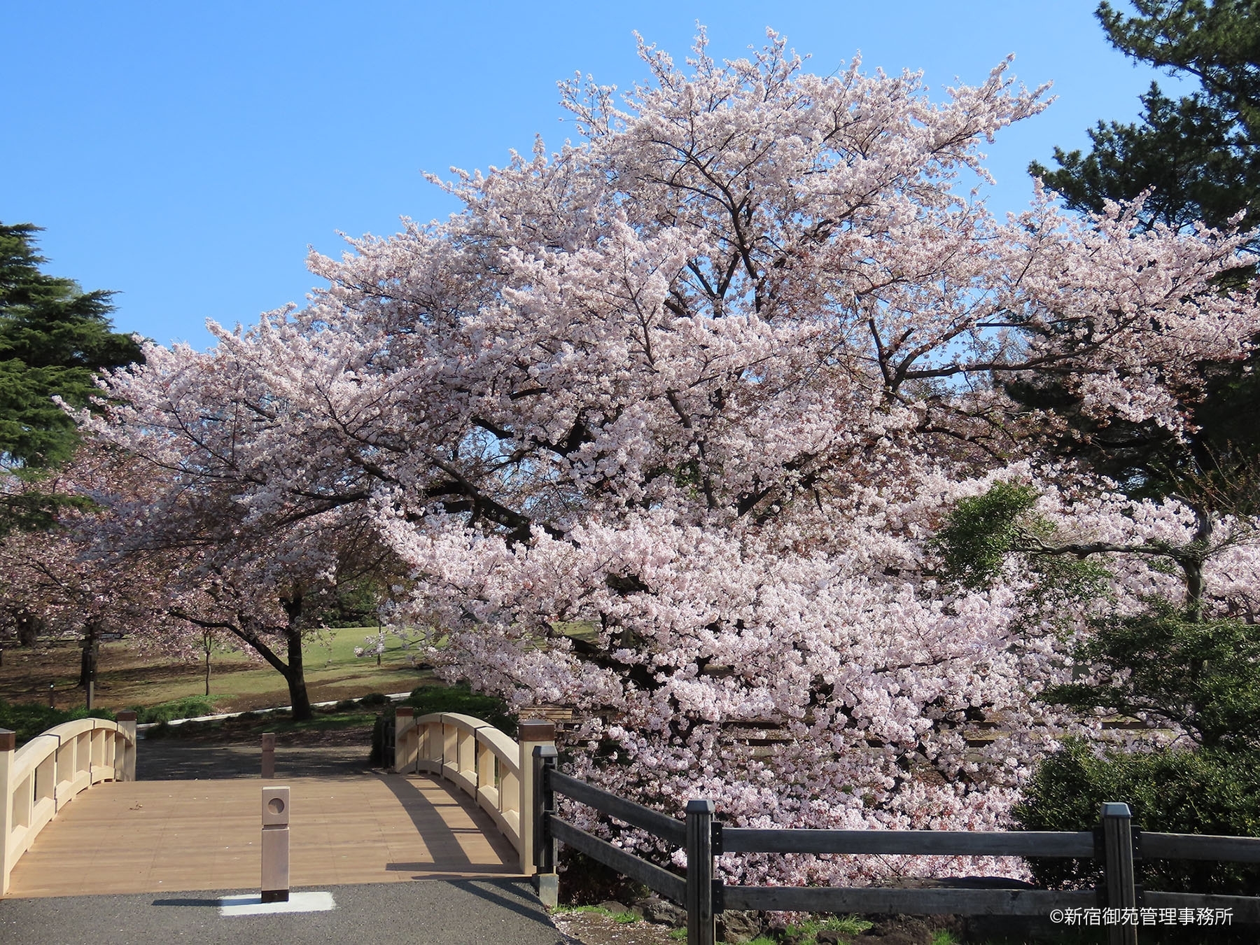 桜８　