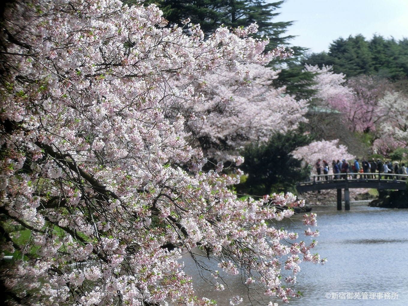 桜９　