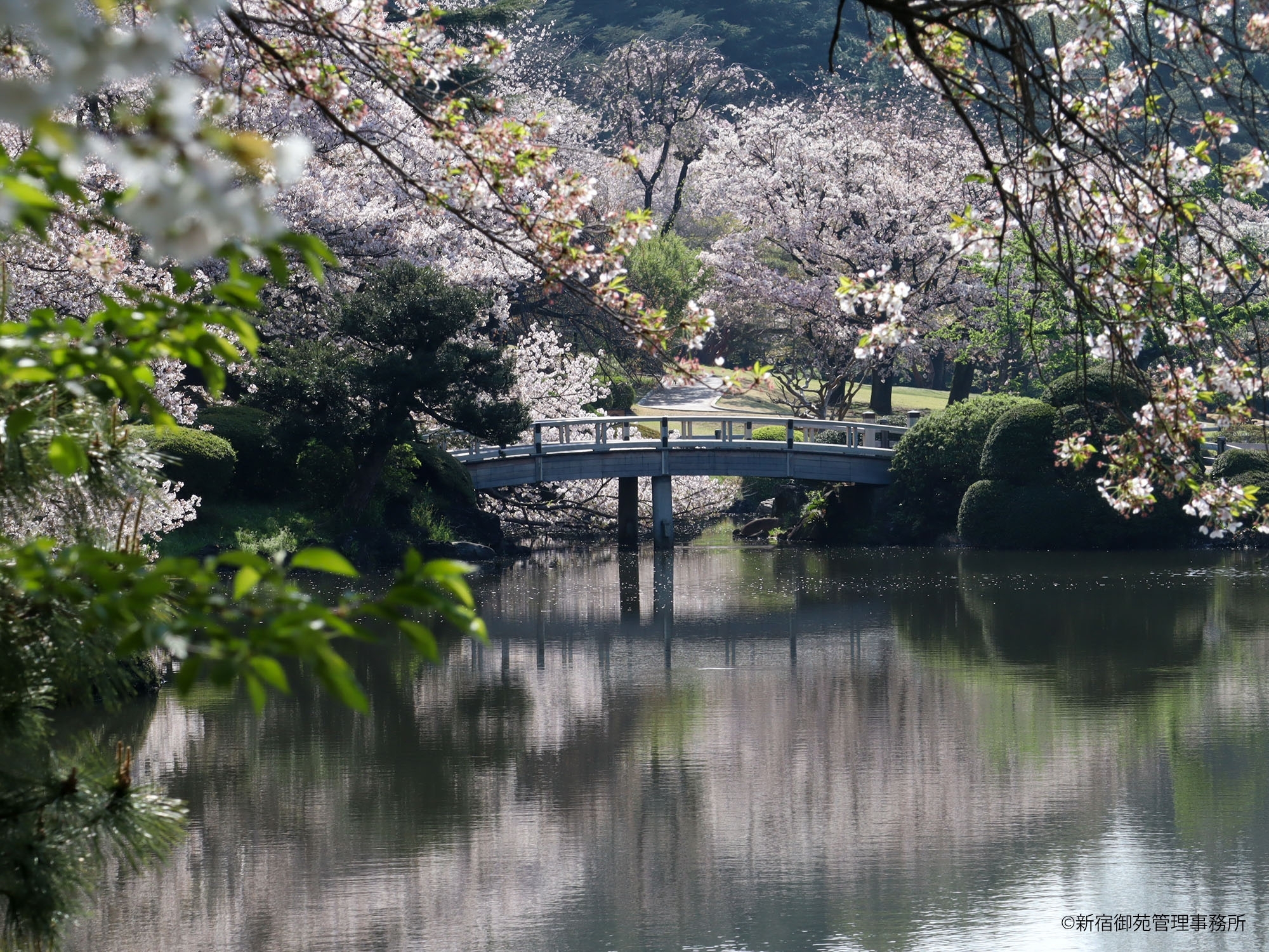 桜10　