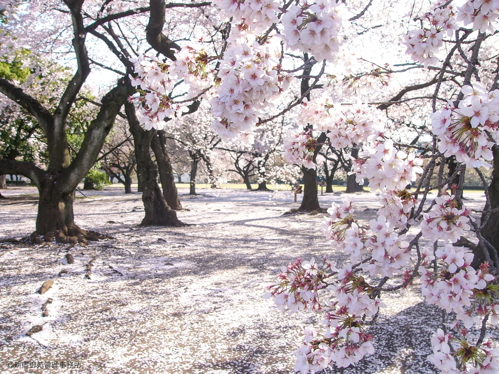 桜11　
