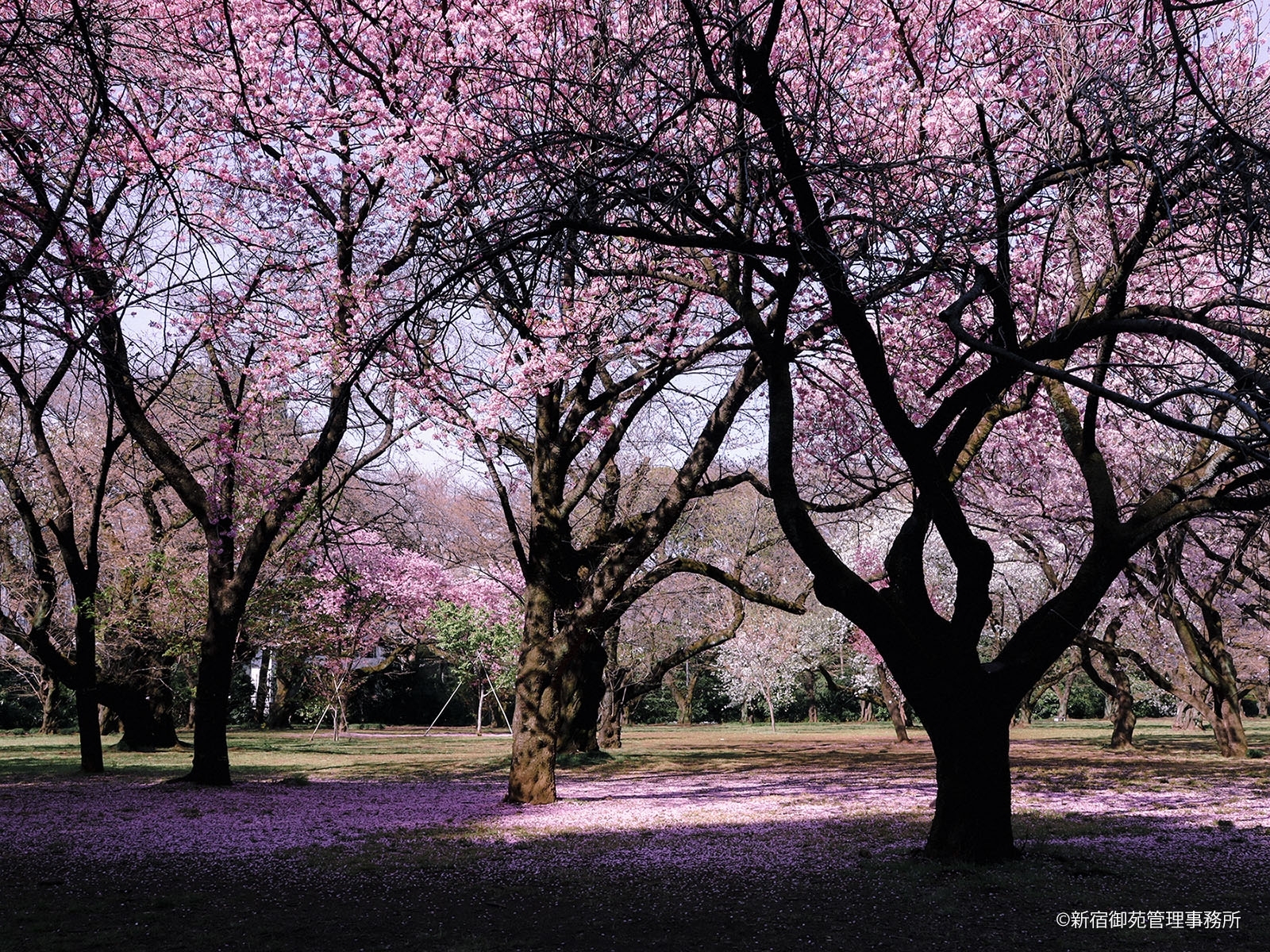 桜12　