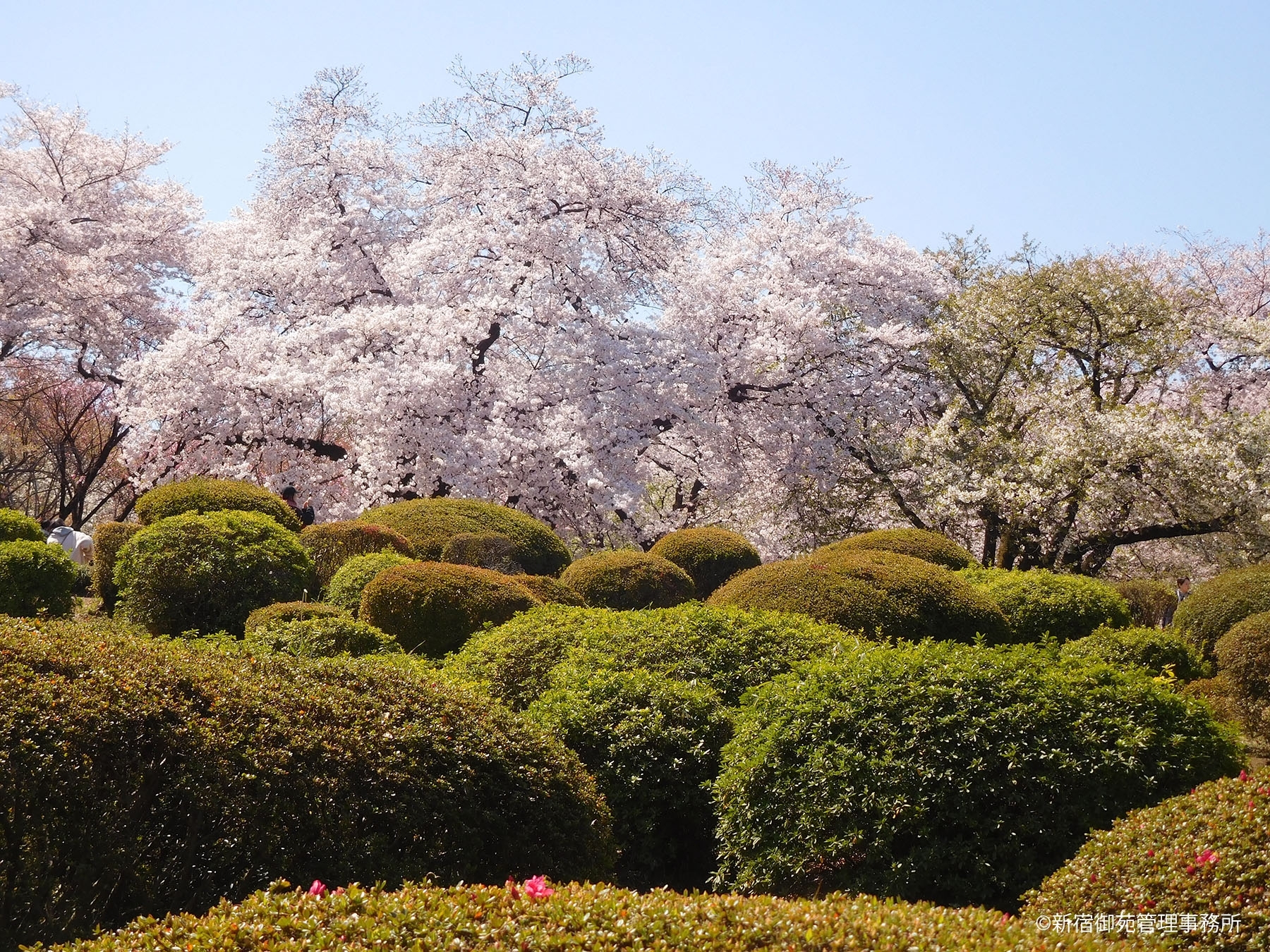 桜13　