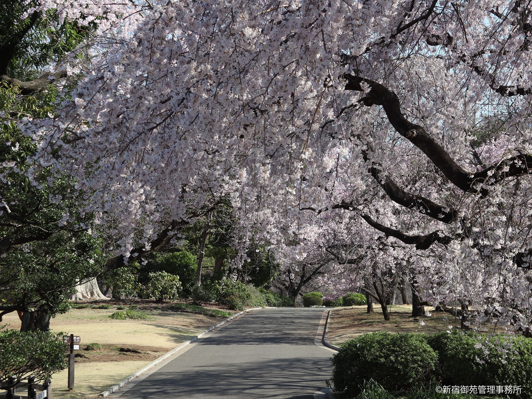 桜14　