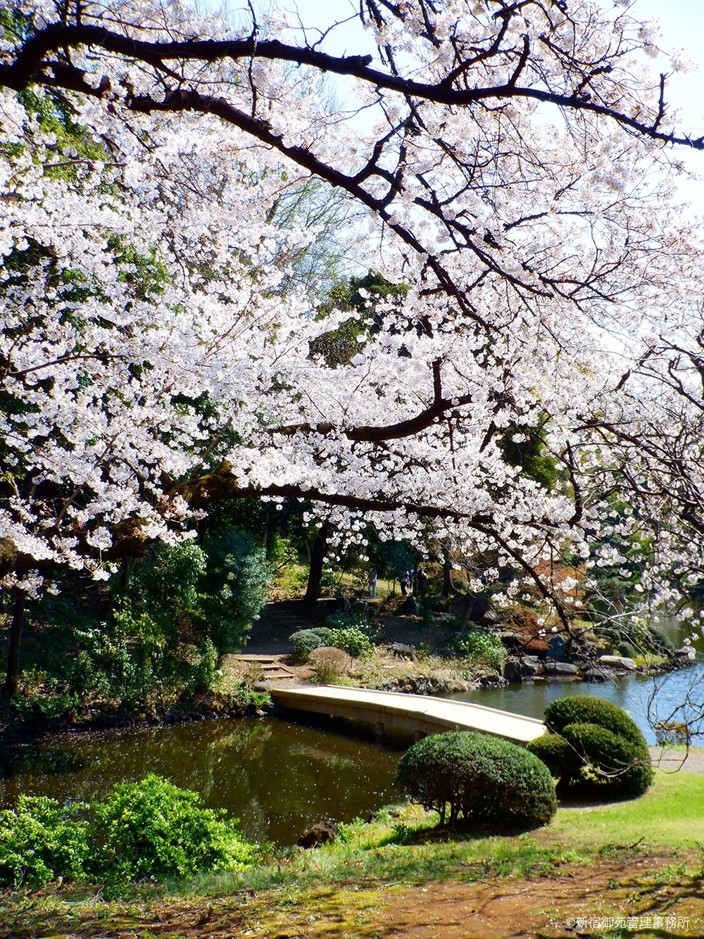 桜24　