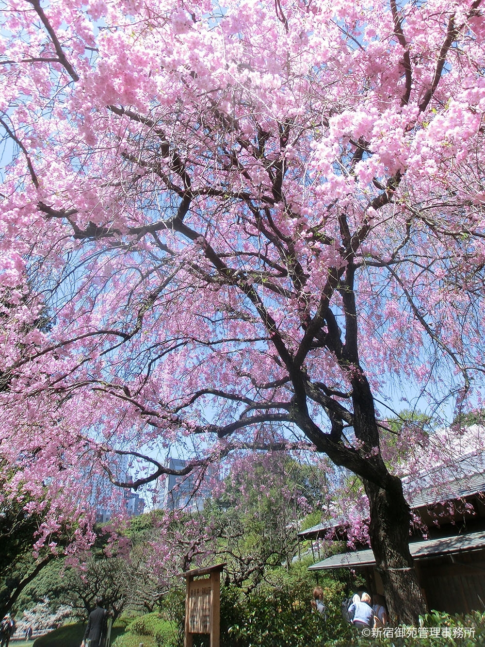 桜25　