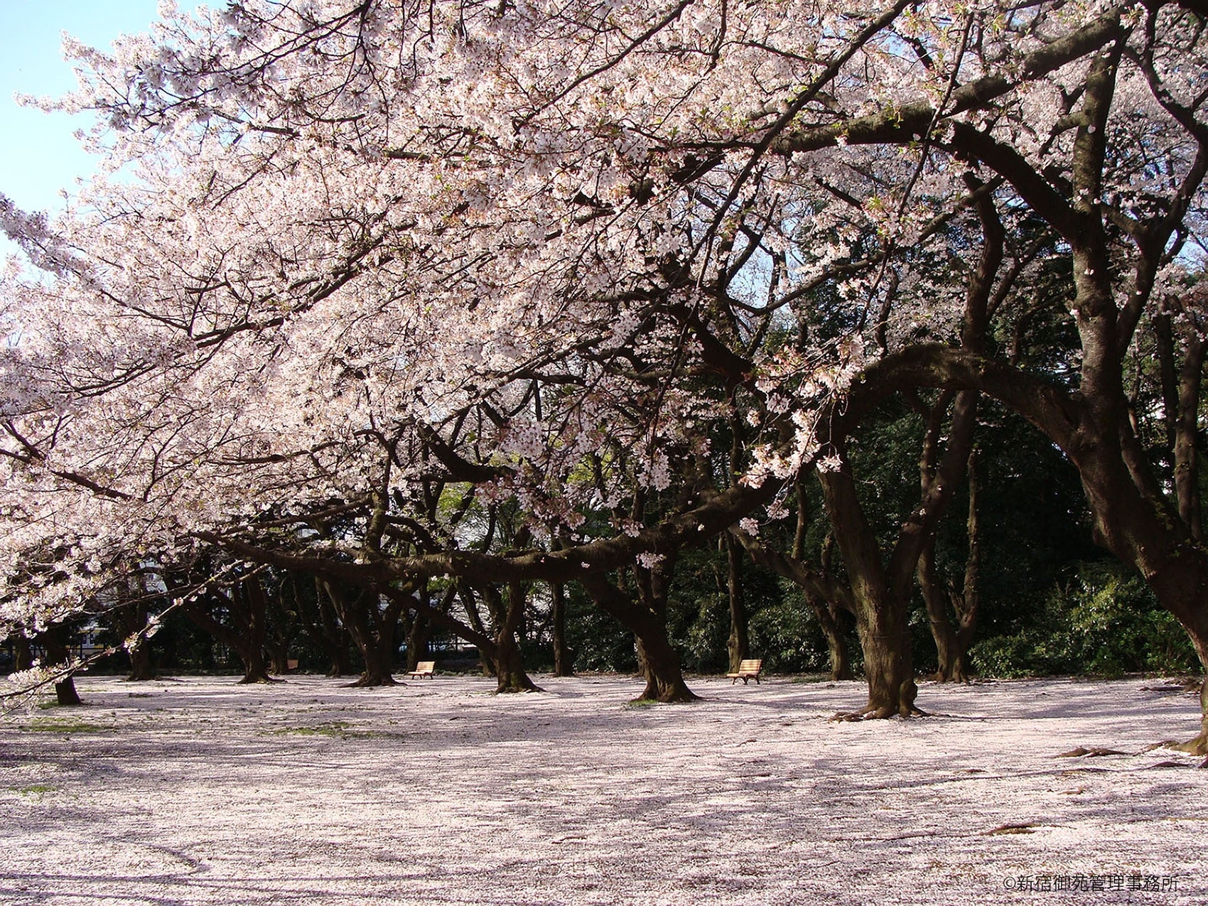 桜５　