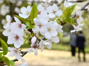 ソメイヨシノの花