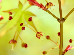イロハモミジの花