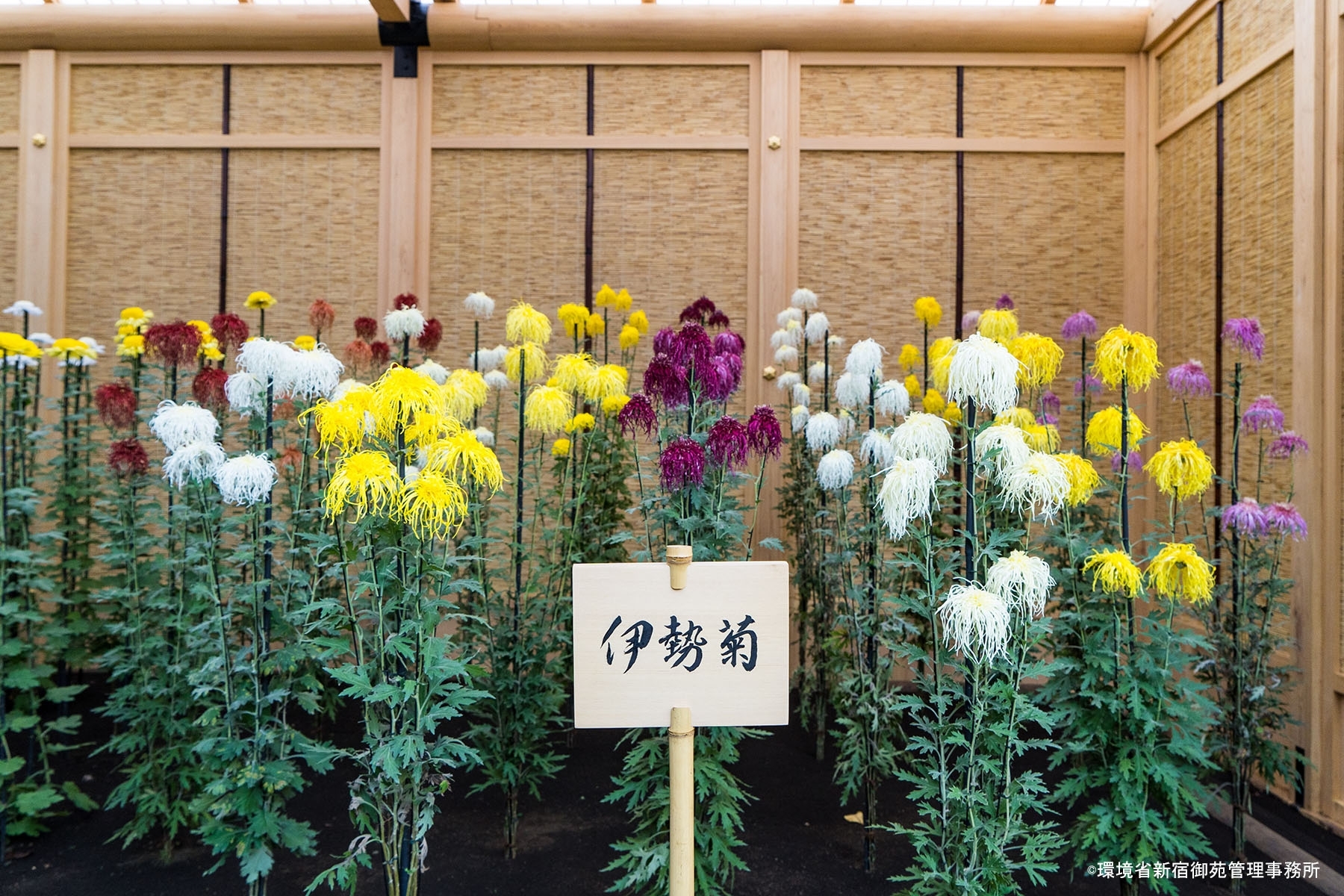 菊４　
